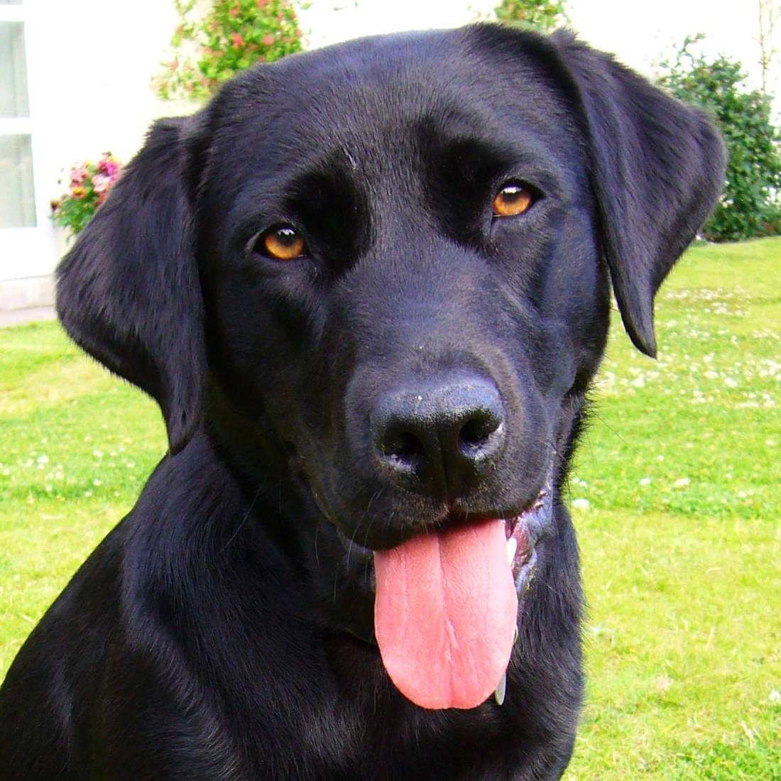 Close-up of a black Labrador with its tongue out, on a lawn