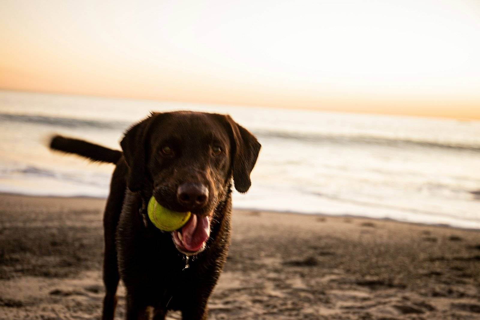 Adult chocolate Labrador on a beach at sunset with a tennis ball in its mouth