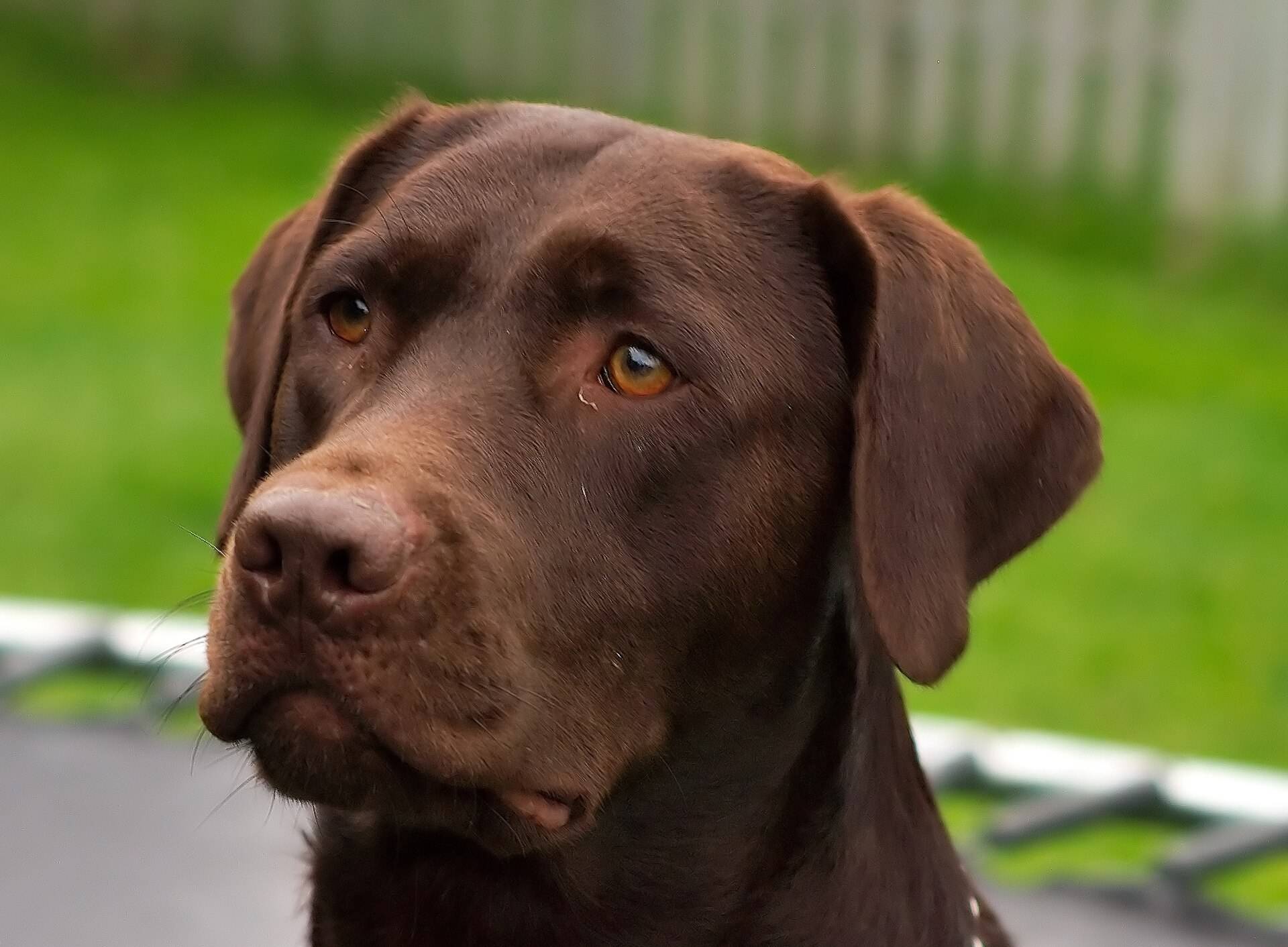 Close-up of a chocolate Labrador’s head as it looks to one side in a backyard