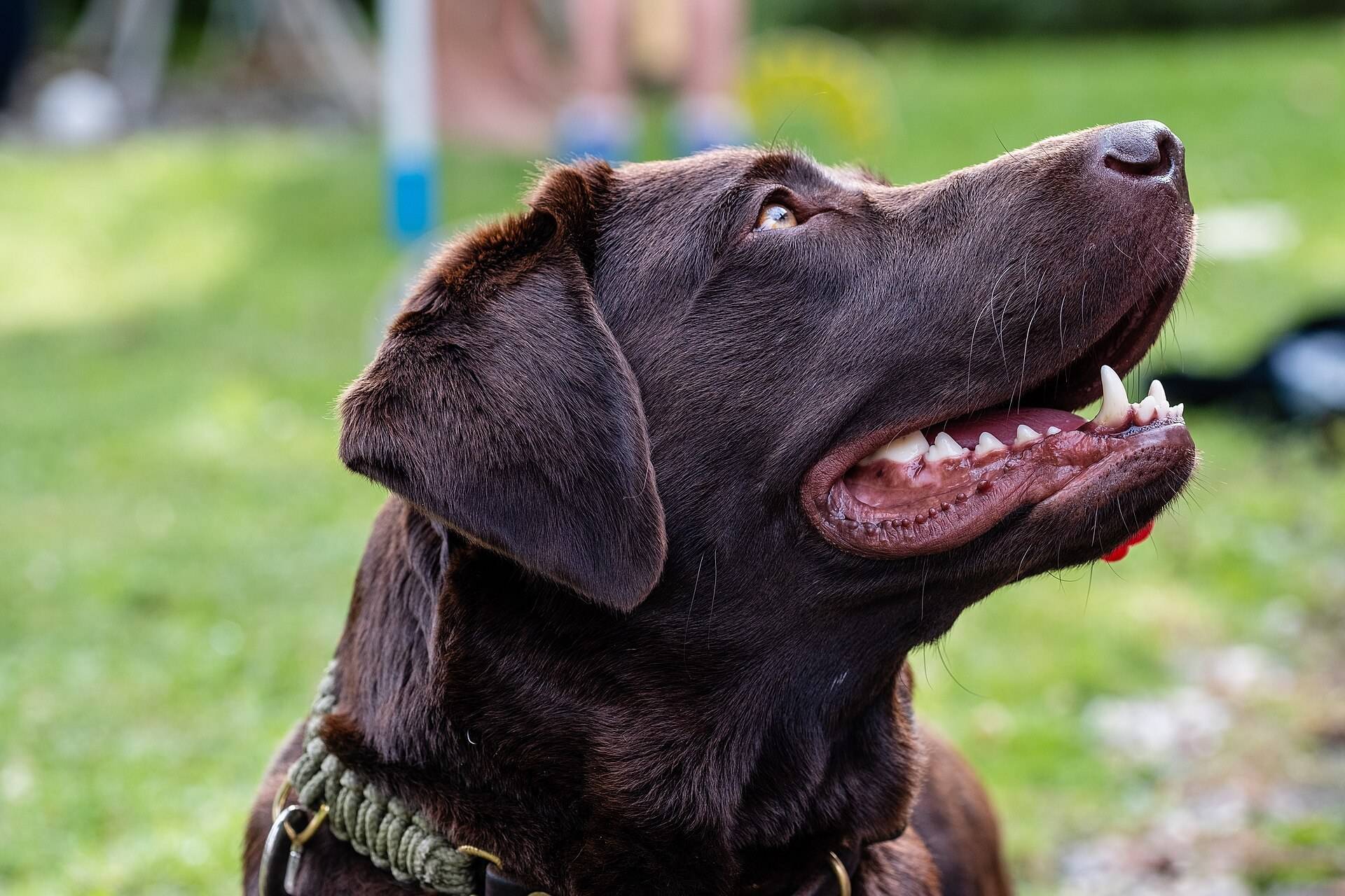 Chocolate Labrador in a rope collar looking up with its mouth open