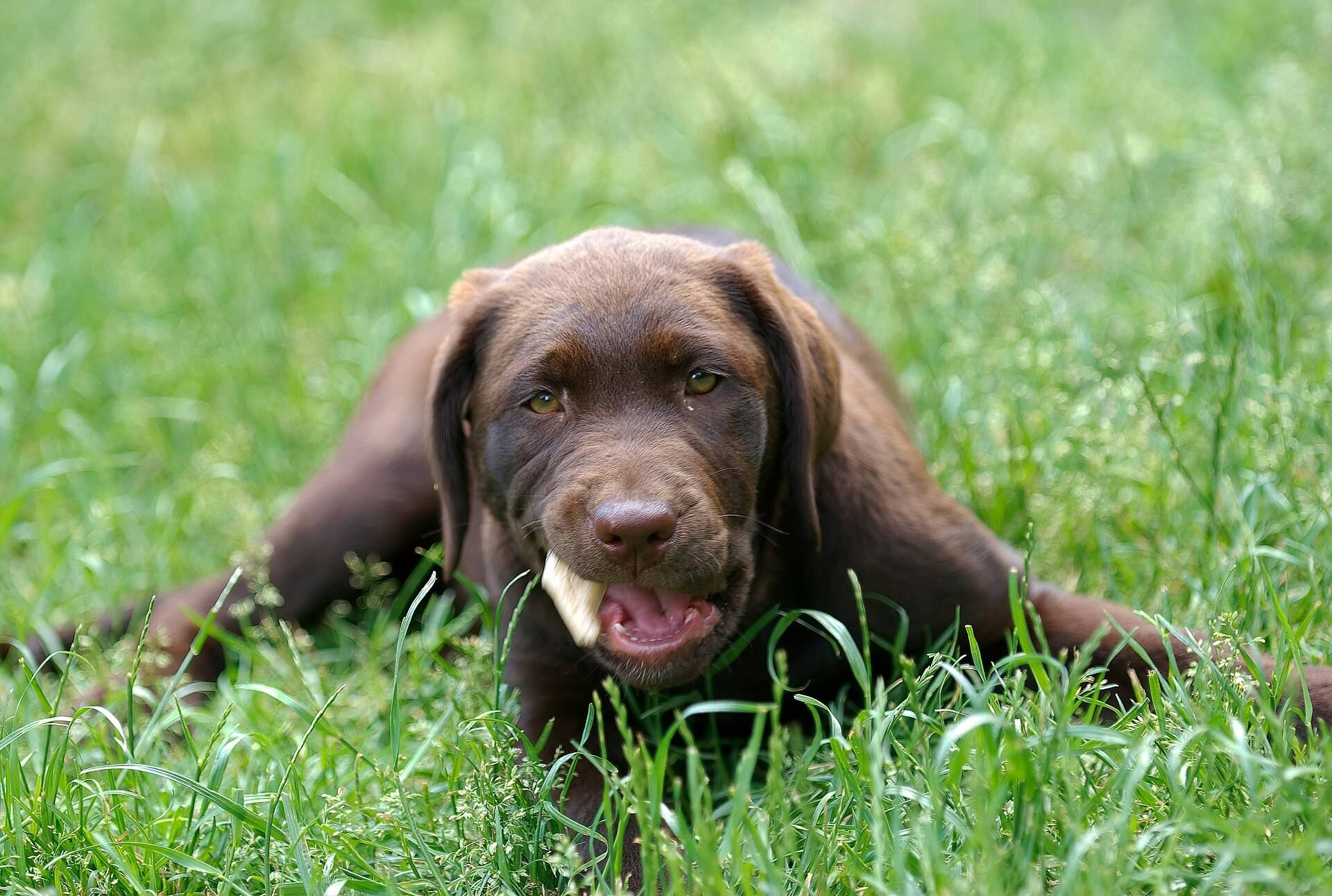Chocolate Labrador puppy lying in long grass with a chew in its mouth