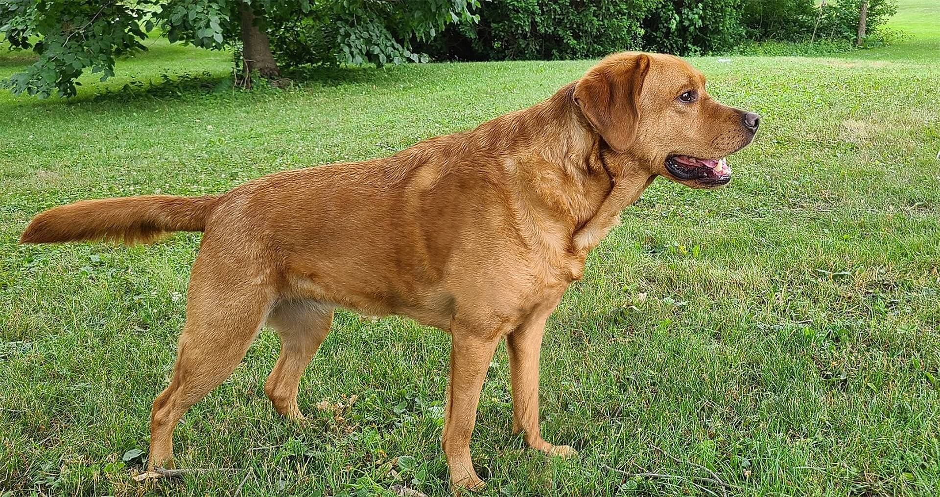 Fox red Labrador standing side-on in a grassy yard