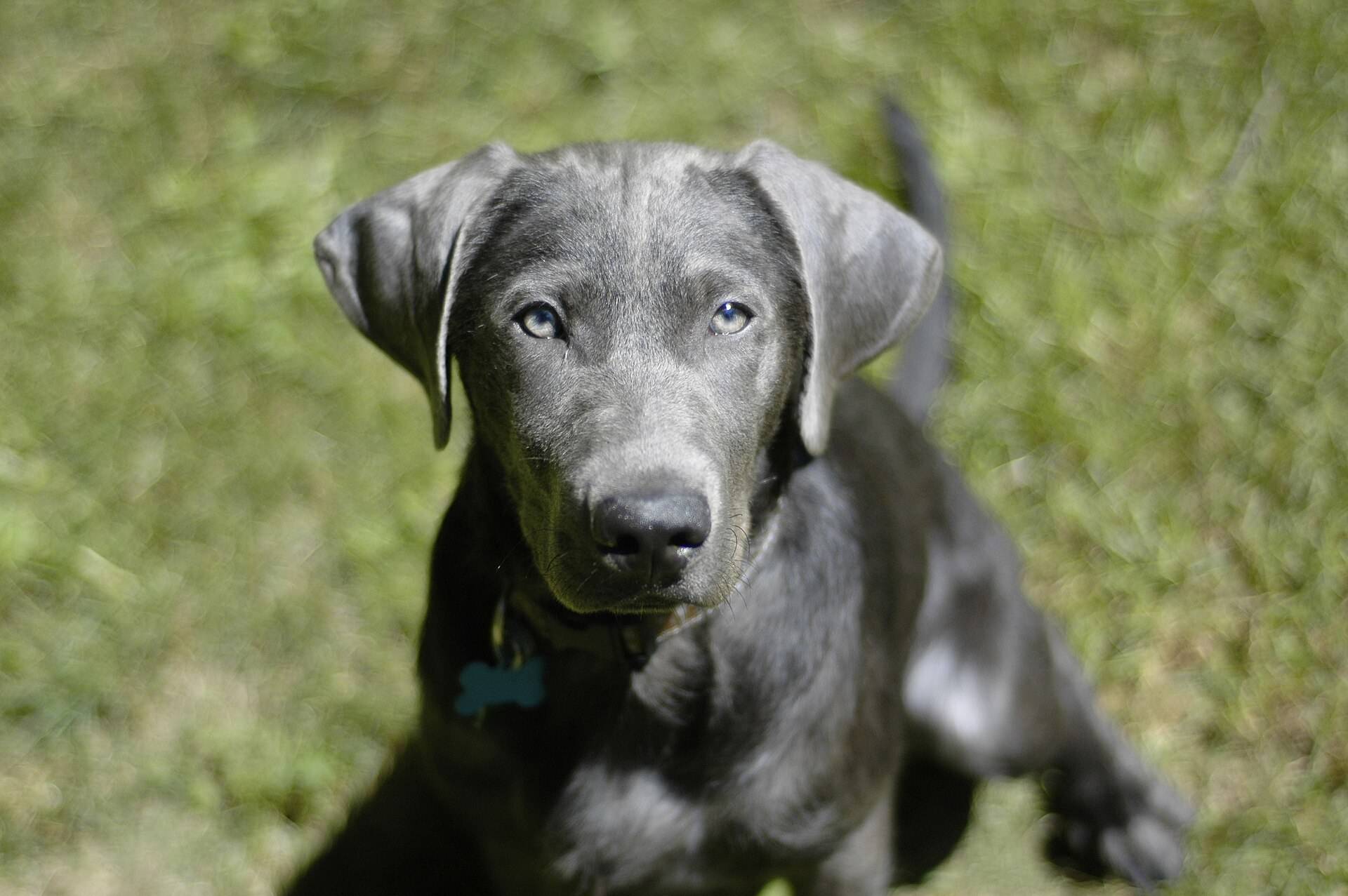 Young silver (dilute) Labrador with a grey coat and pale eyes, looking up from a lawn