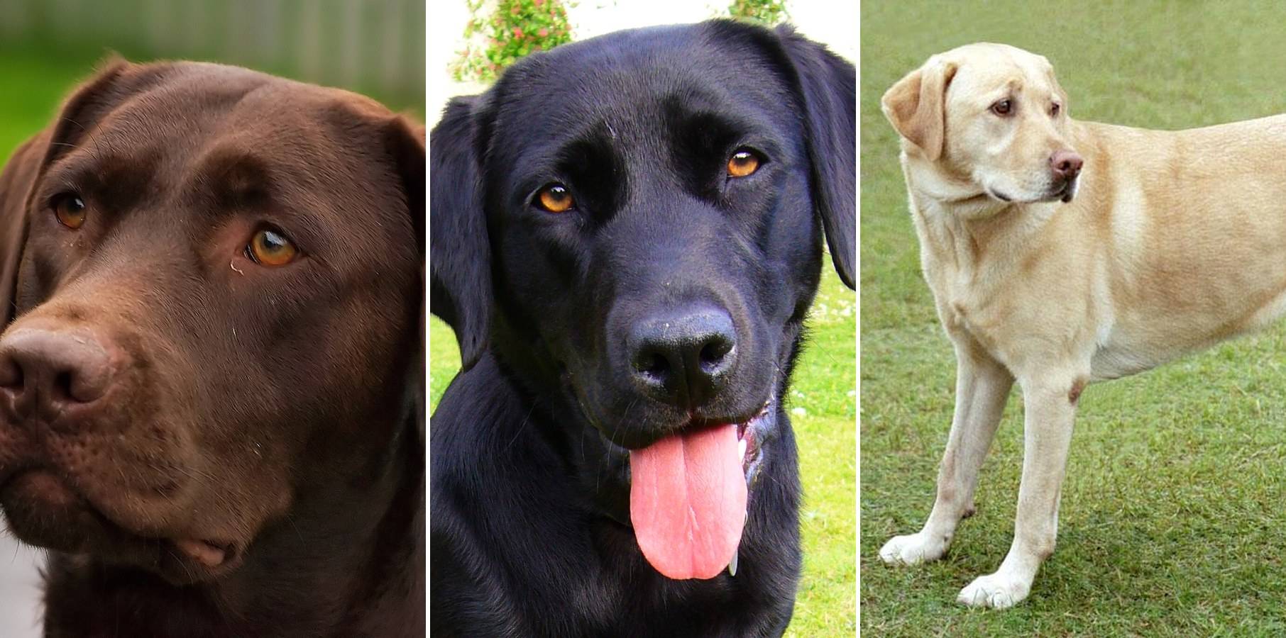 Three Labradors side by side: a chocolate Lab, a black Lab and a yellow Lab