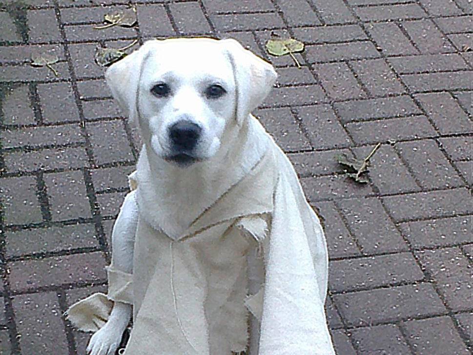 White (very pale yellow) Labrador sitting on brick paving, draped in a torn cotton sheet