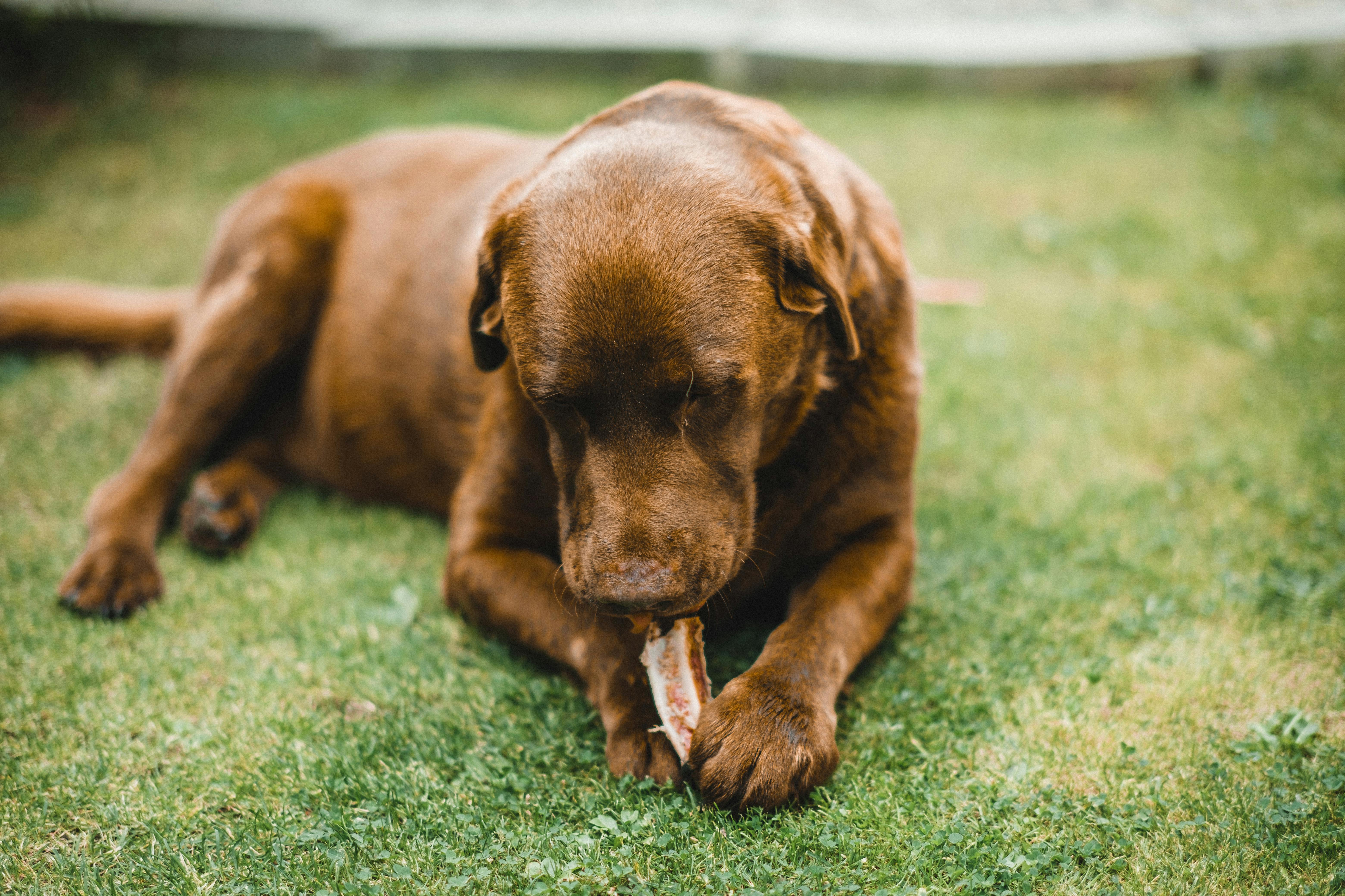 History of the Chocolate Labrador Retriever