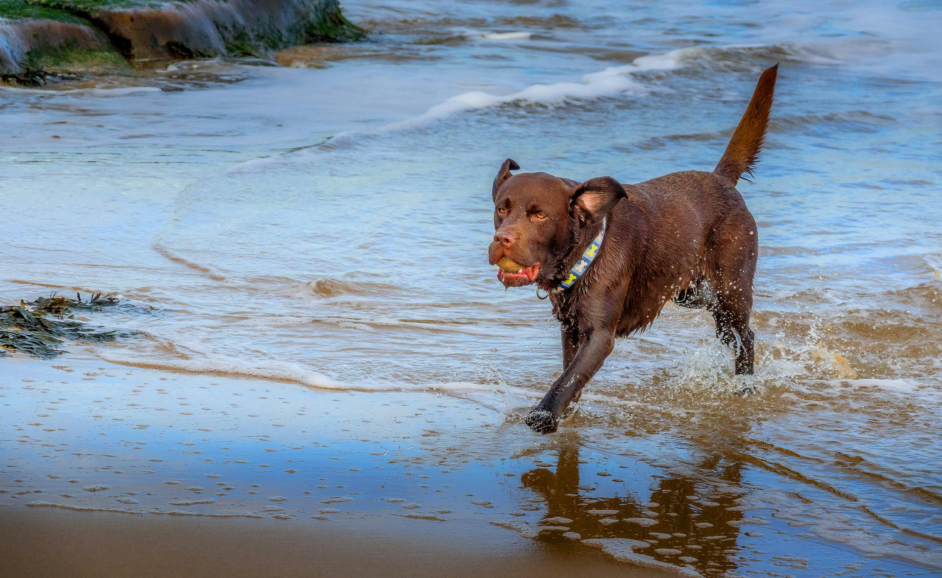 Temperament of Chocolate Labradors