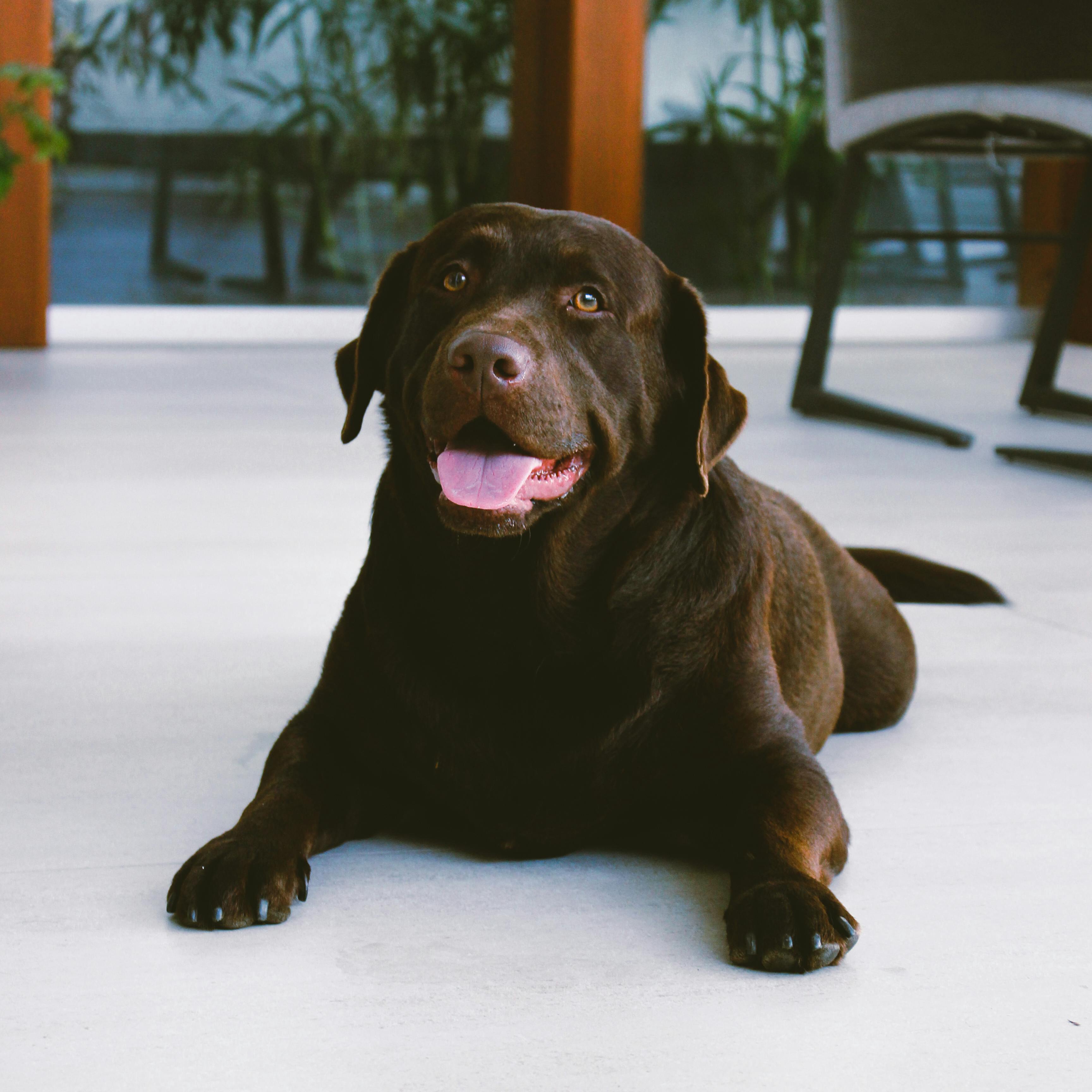 Myths and Facts about Chocolate Labradors