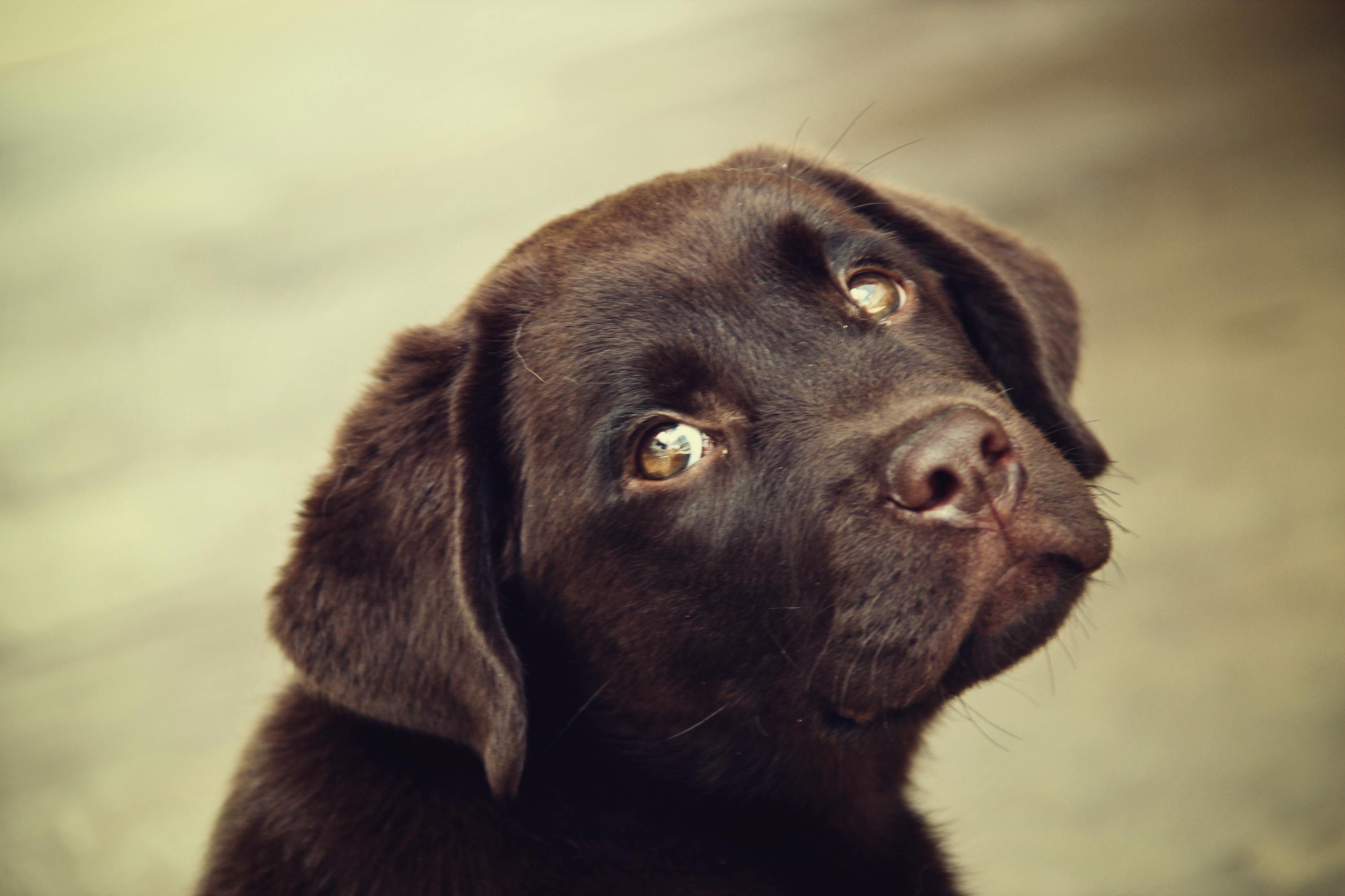 Breed Standards for Chocolate Labradors