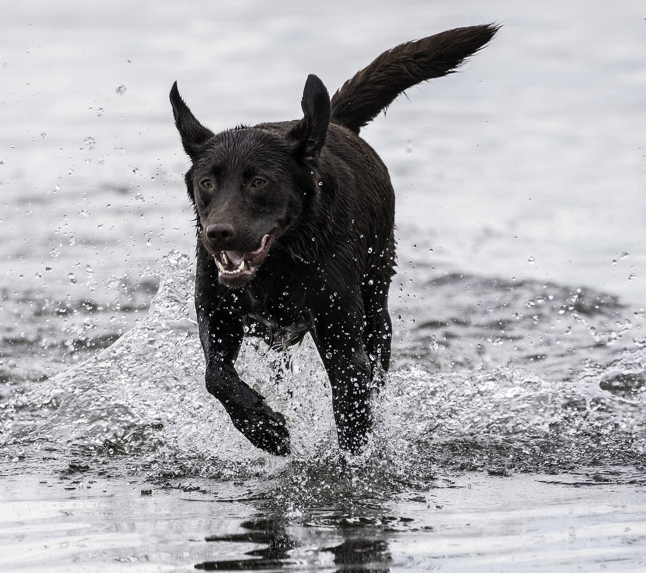 Chocolate Labrador Color Inheritance