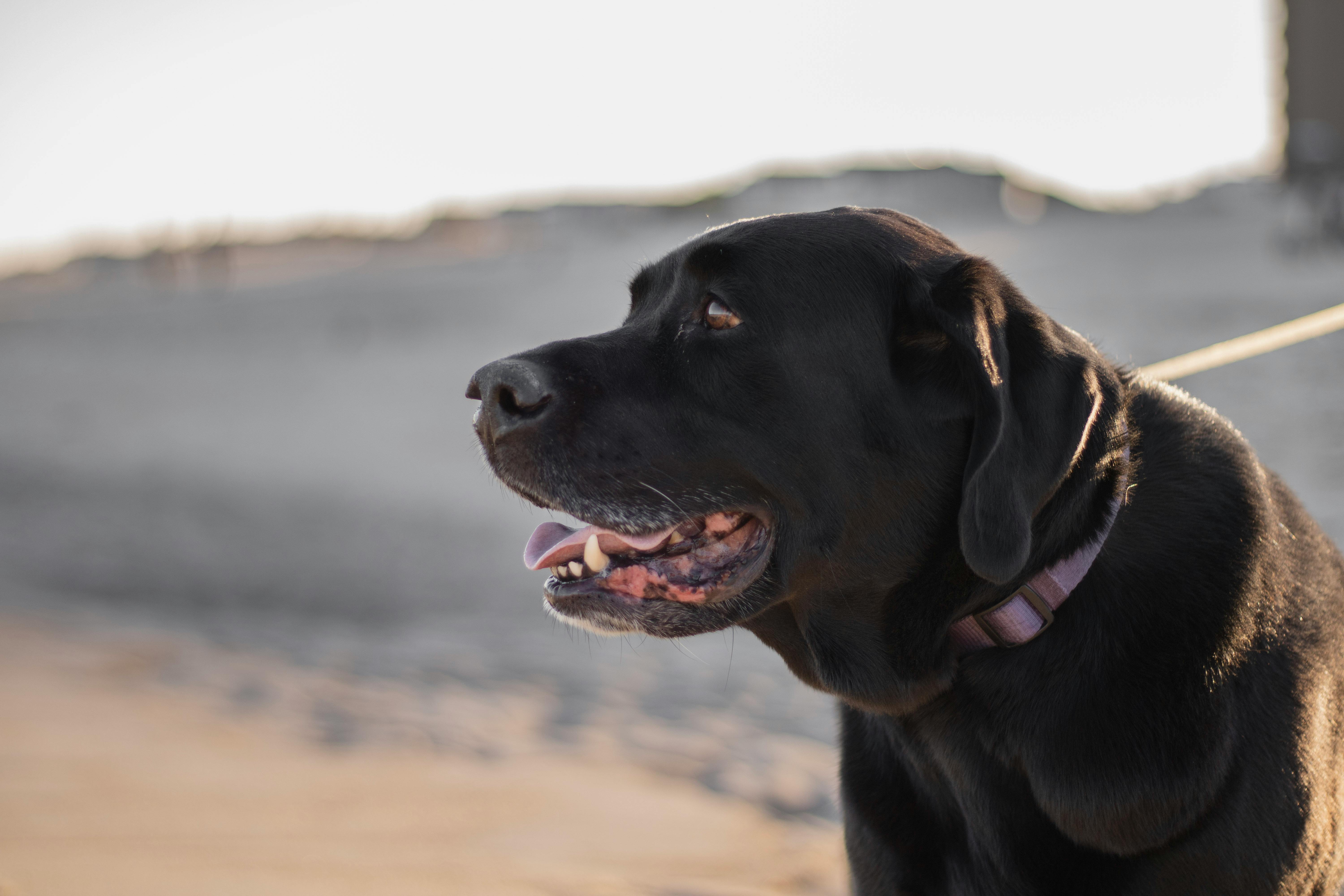 Common Health Conditions in Chocolate Labradors