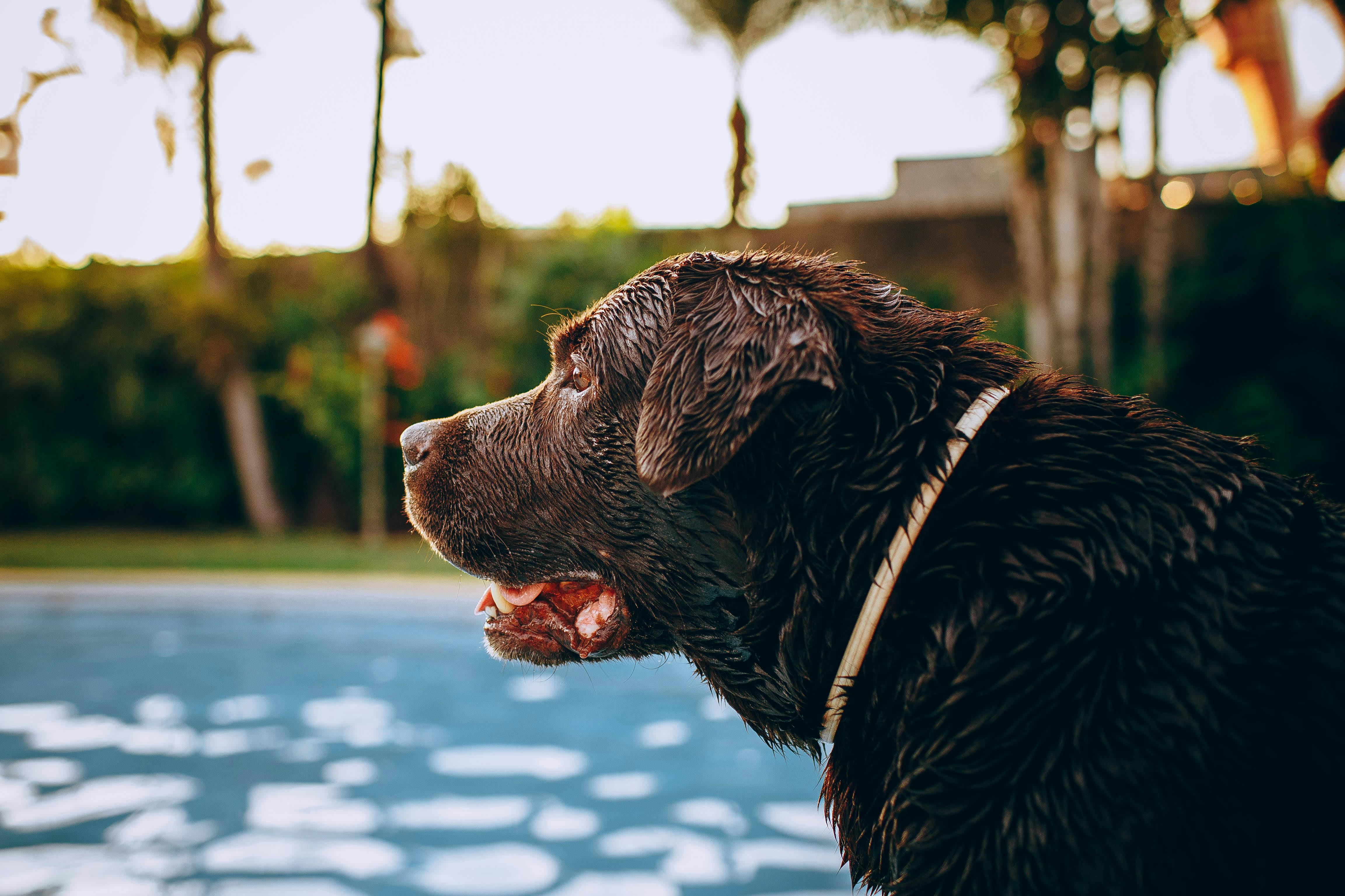 Exercise Requirements for Chocolate Labradors