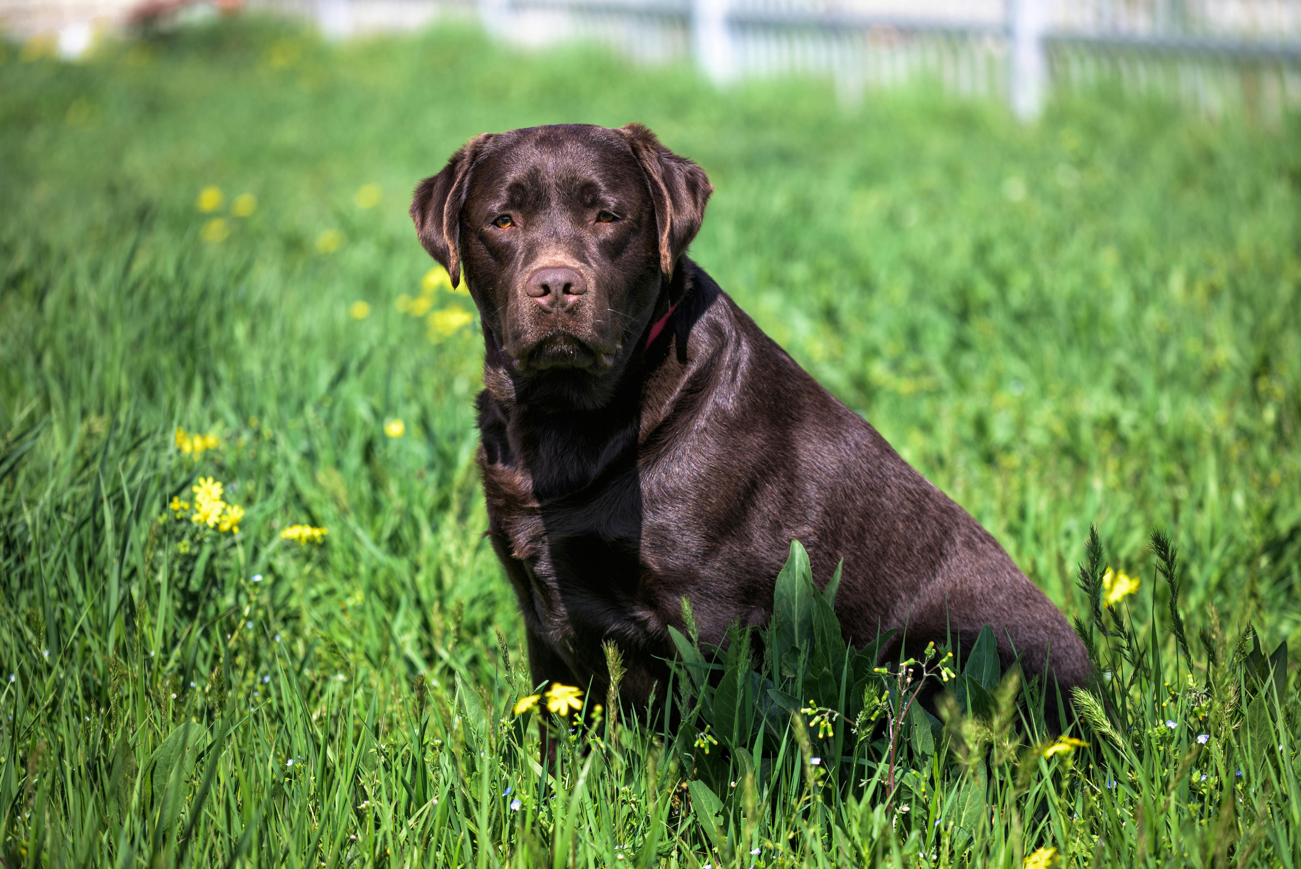 Nutrition Guide for Chocolate Labradors