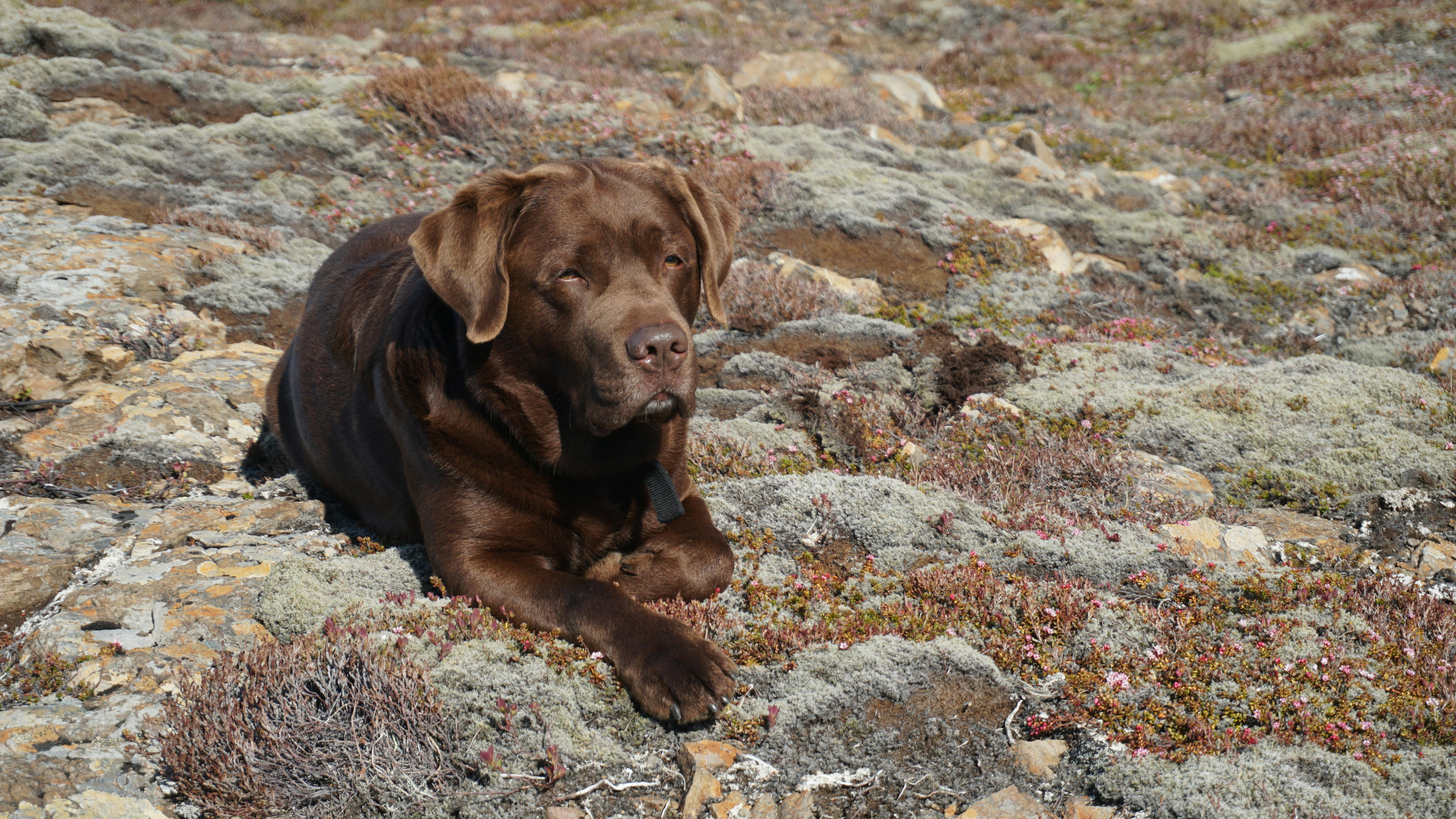 Chocolate Labrador Breed Information