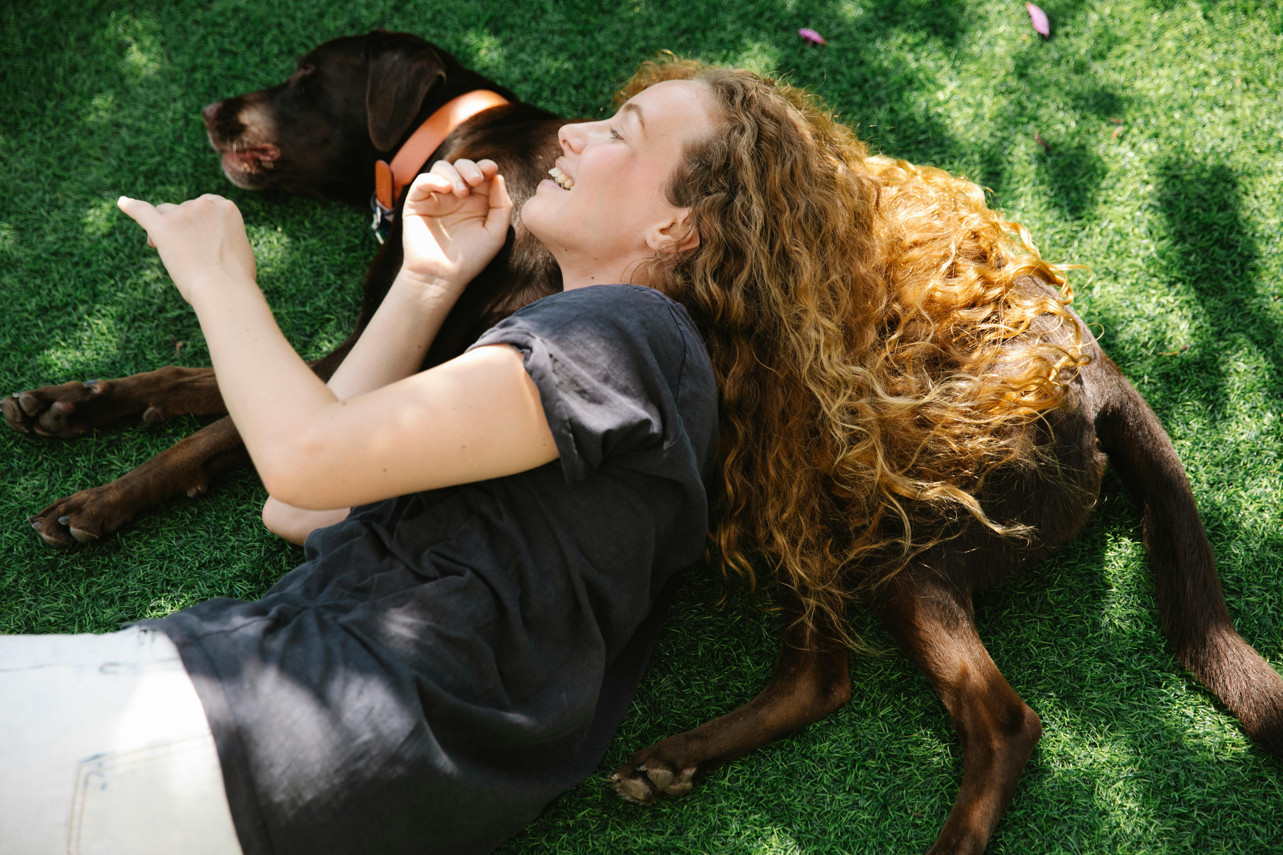 Chocolate Labrador FAQs