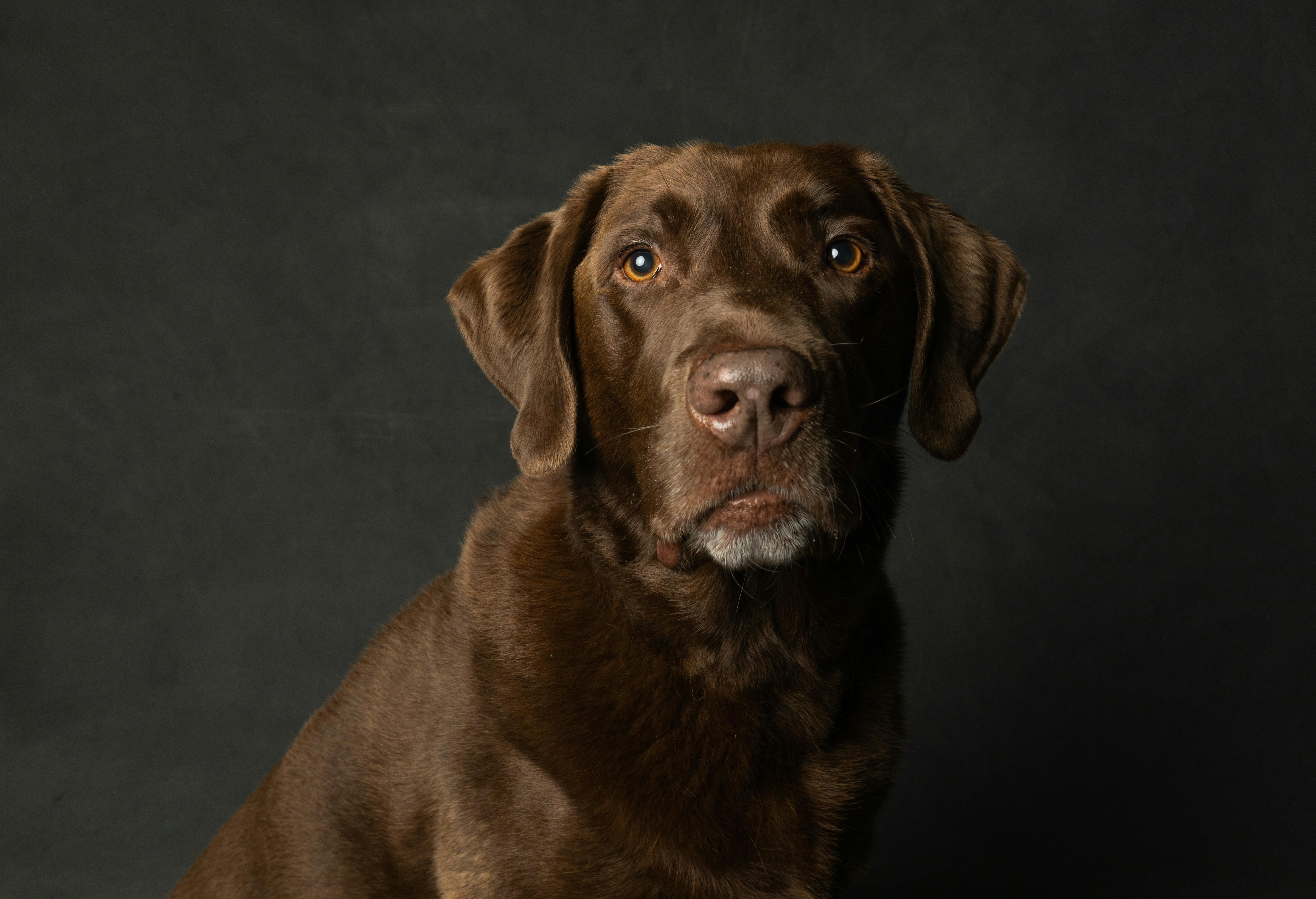 Chocolate Lab Genetics & Color Inheritance
