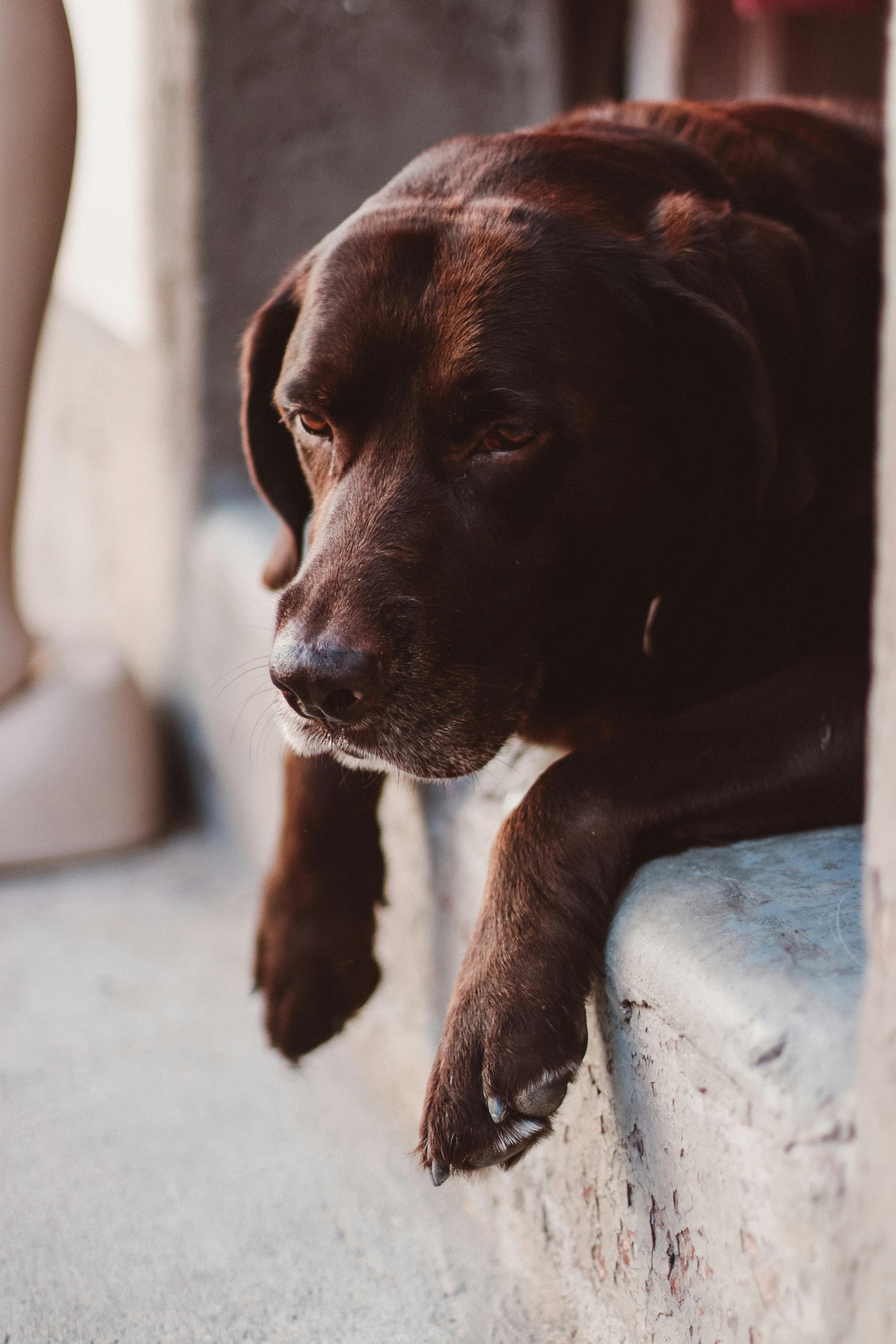 Chocolate Lab Health & Care Guide