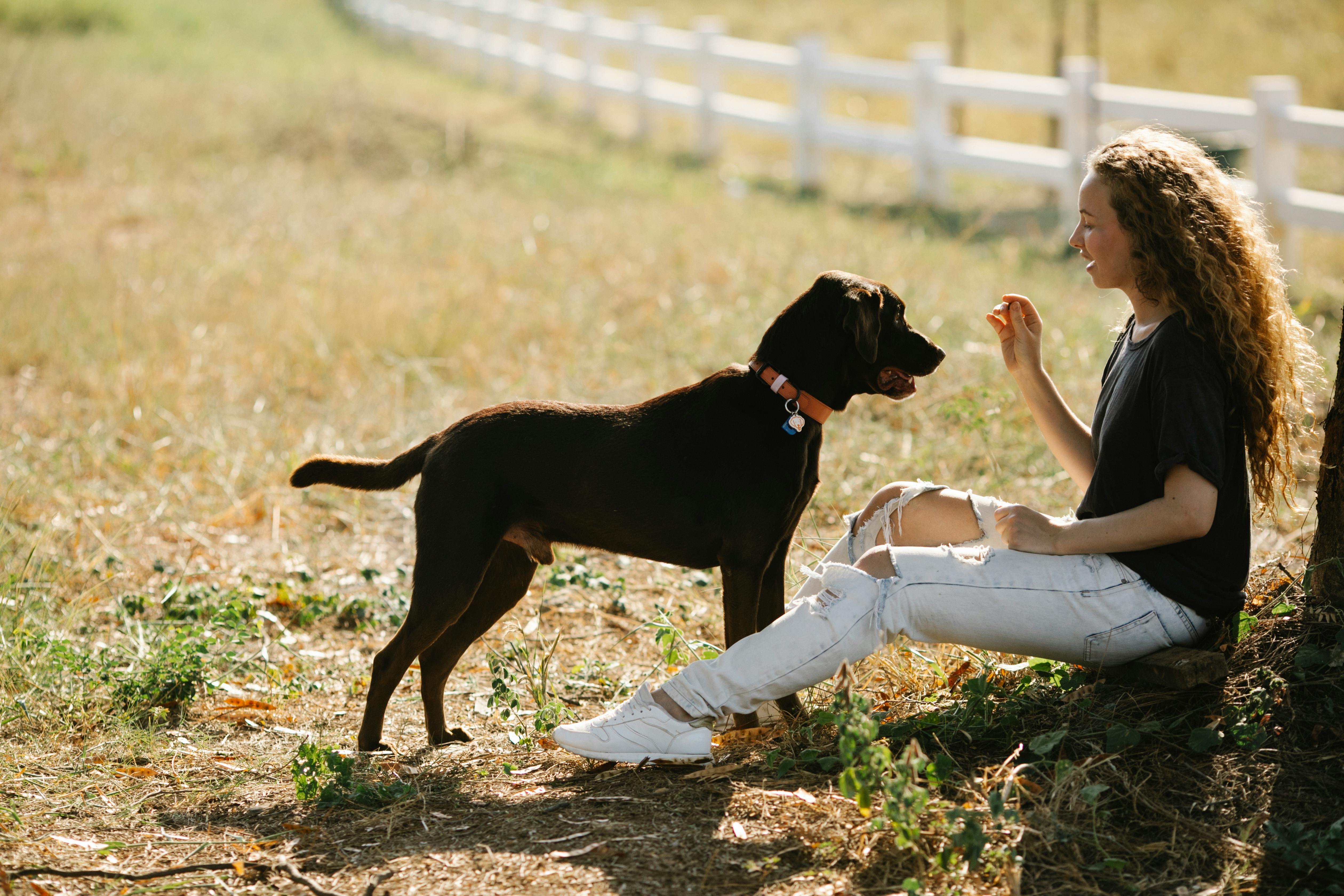 Chocolate Labrador Training Resources