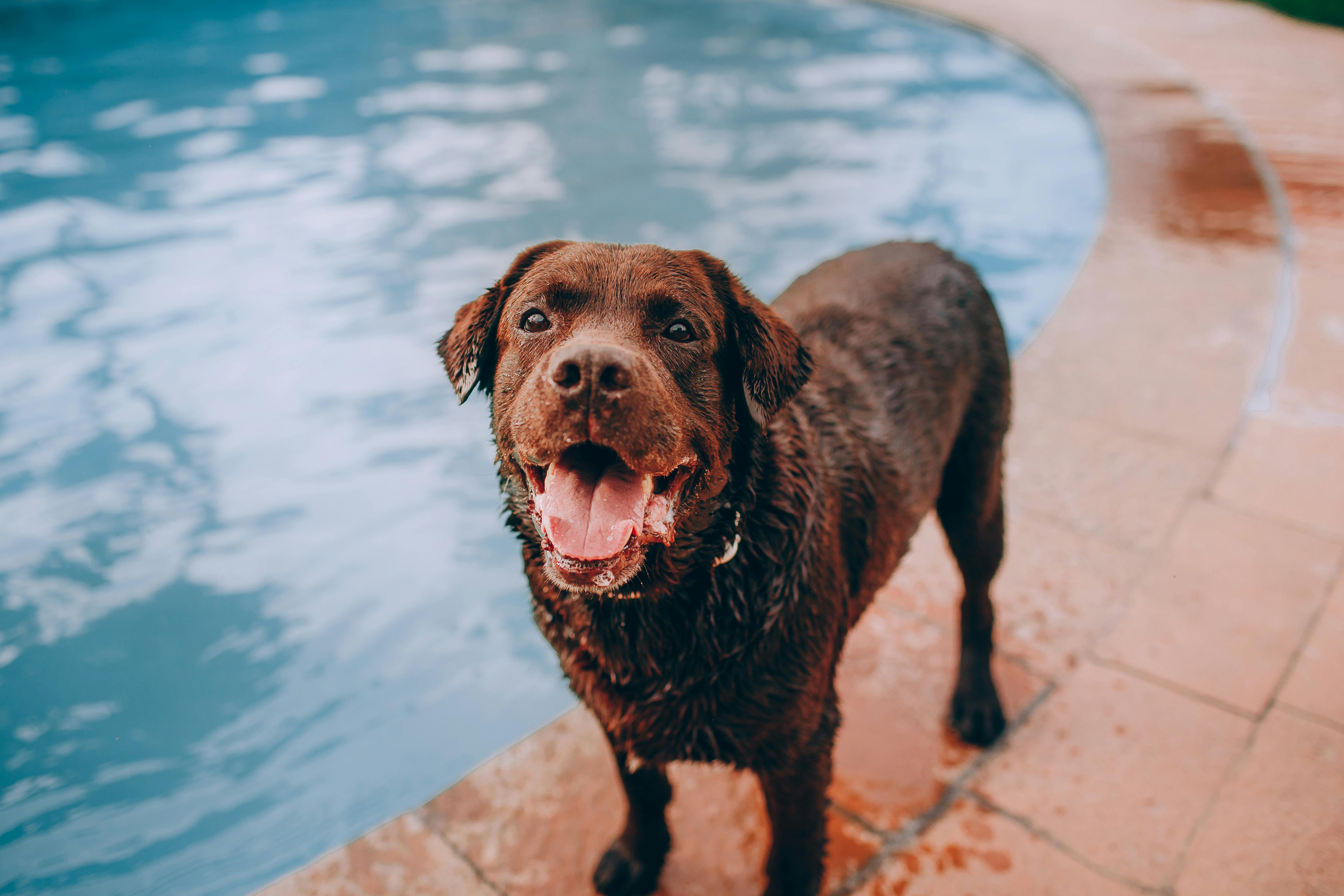 Basic Training Commands for Chocolate Labradors