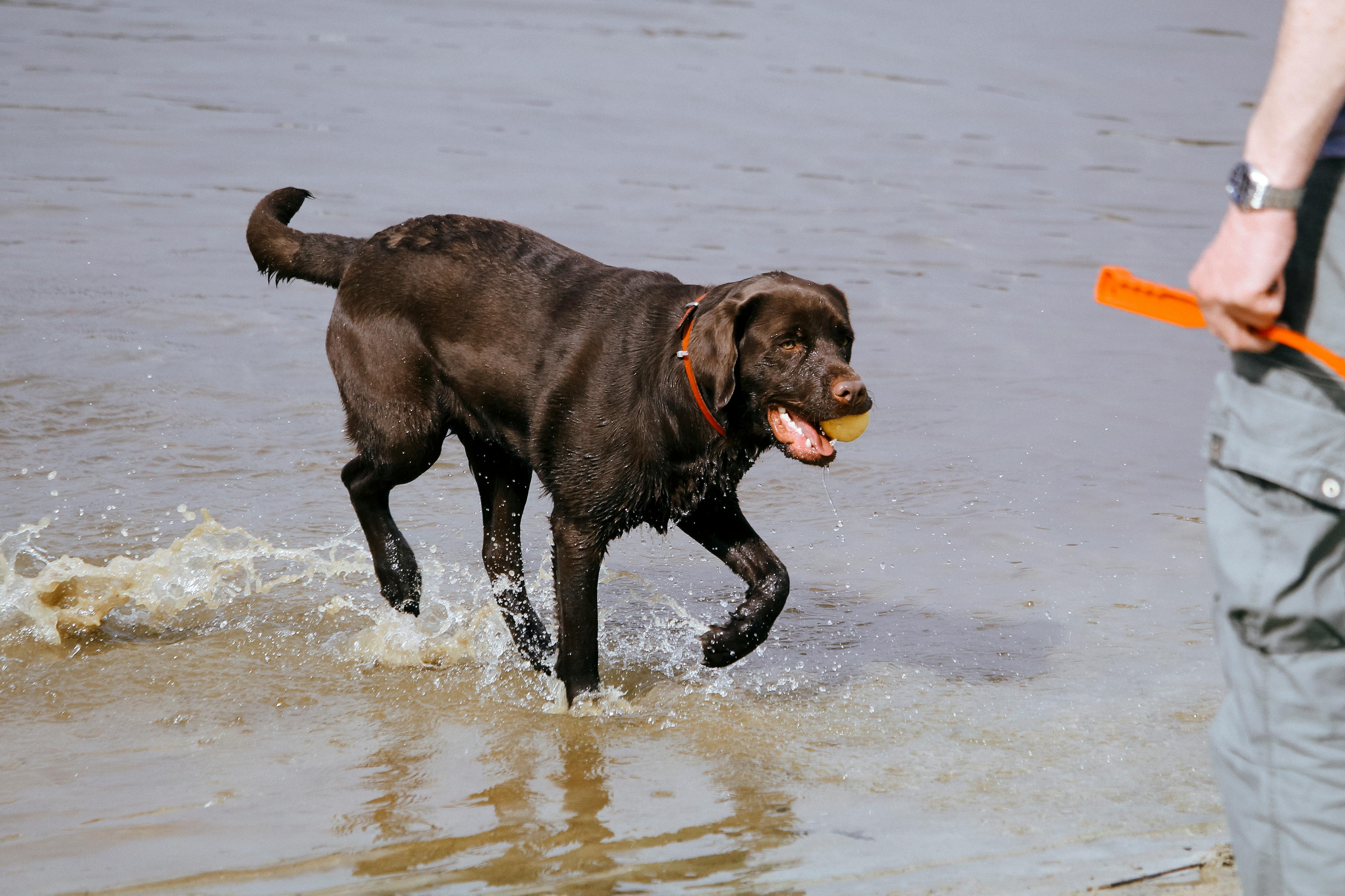 Intermediate Training Commands for Chocolate Labradors