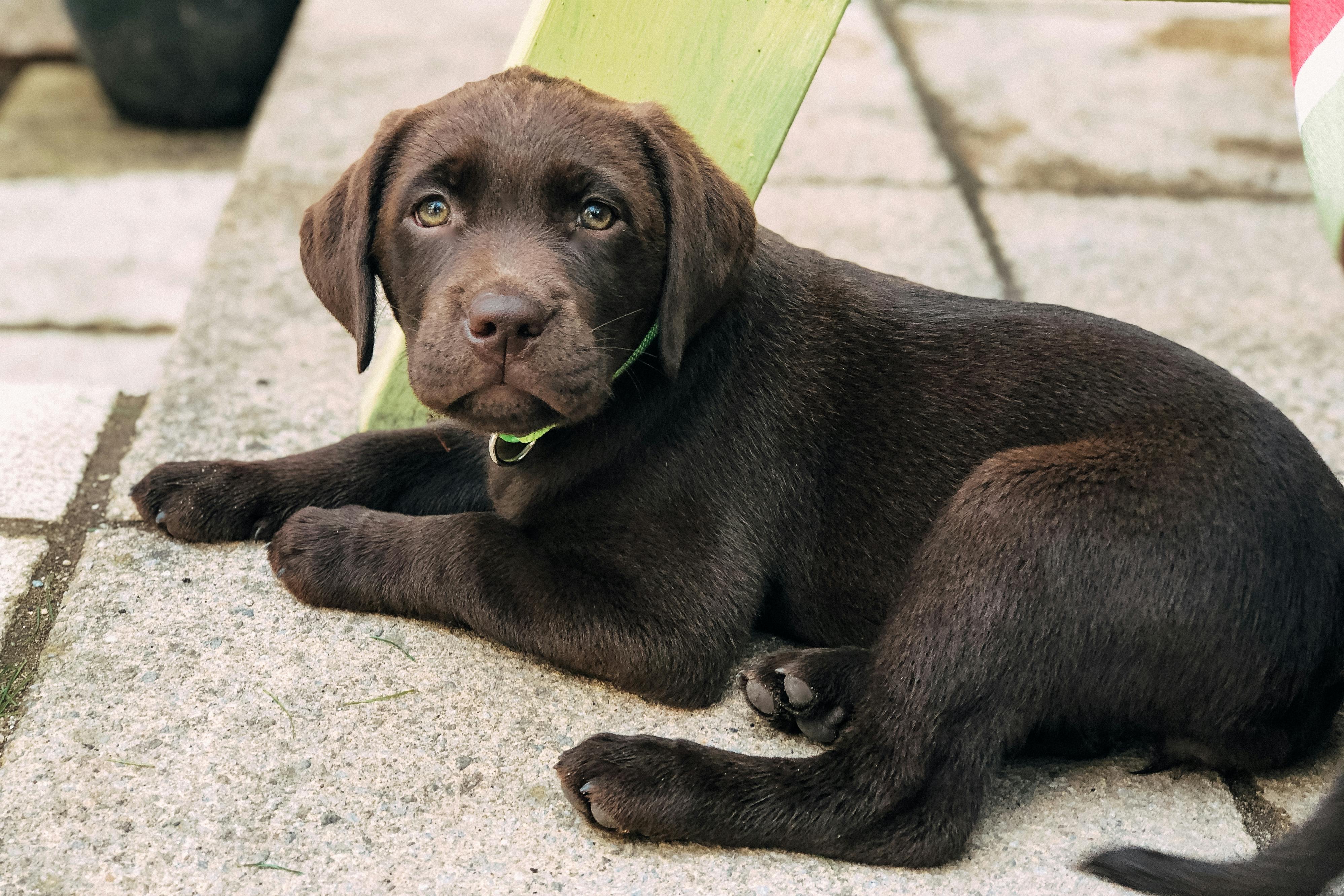Puppy Training for Chocolate Labradors