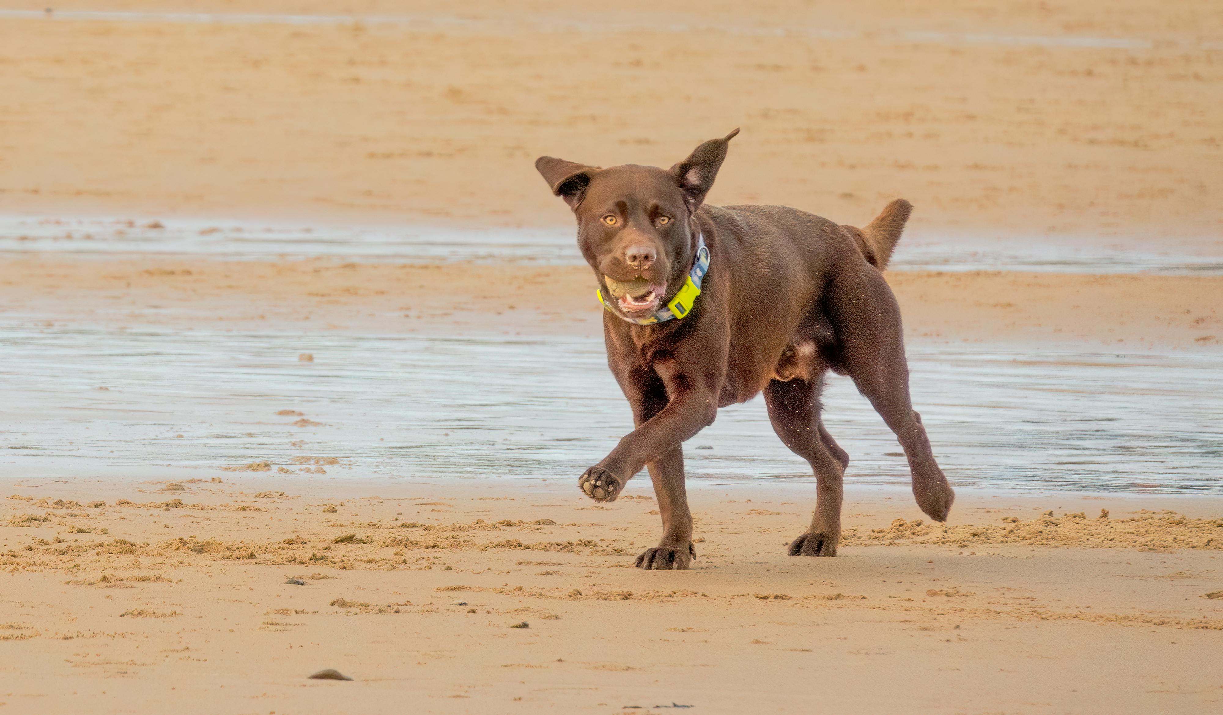 Specialized Training for Chocolate Labradors